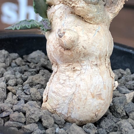 euphorbia tulearensis《 M size》※現地球発根後店主国内管理3年株※驚愕‼︎希少性激高塊根ユーフォルビア‼︎balance良き一株※mad black pot植え