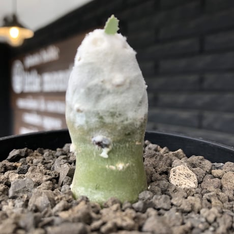 othonna   cyclophylla《大きめS size》※littmon seed🌱※白く丸々とした可愛さからの今後の成長と表皮の変色も楽しめる一株※mad black bowl pot植え