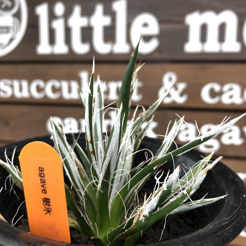 agave toumeyana《 樹氷》 | plants holic 