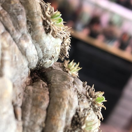 packypodium  brevicaule  恵比寿笑い《大きめM size》※現地球発根済株※個体差として荒い肌質のwild恵比寿‼︎良いsize感※mad black bowl pot植え