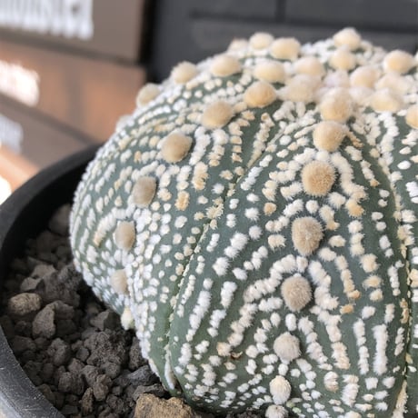 astrophytum asterias var.ミラクル兜《XL size》big株且つ極白肌が堪らない‼︎希少大株兜※店主国内管理13年株※mad black bowl pot植え
