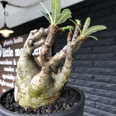 pachypodium gracilius《小さめL size》※現地球発根後店主国内管理3年株※極balance樹形&半端なき躍動する枝振りが堪らない※mad black bowl pot植え