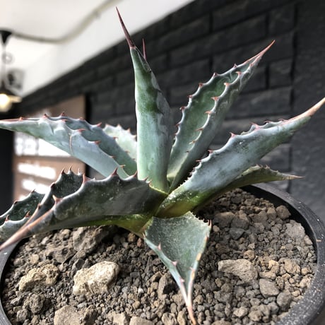agave montana《M size》※現地球発根後店主国内管理2年株※葉色が濃く渋カッコいい一株‼︎※mad black pot植え