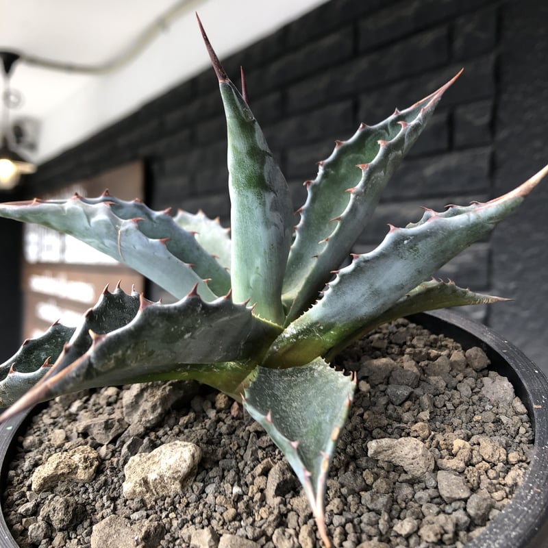 agave montana《M size》※現地球発根後店主国内管理2年株※葉色が濃く渋