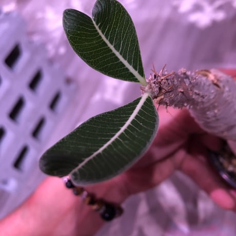 packypodium    cactipes《L  size》発根済み株‼︎  株幅&balance最高株‼︎