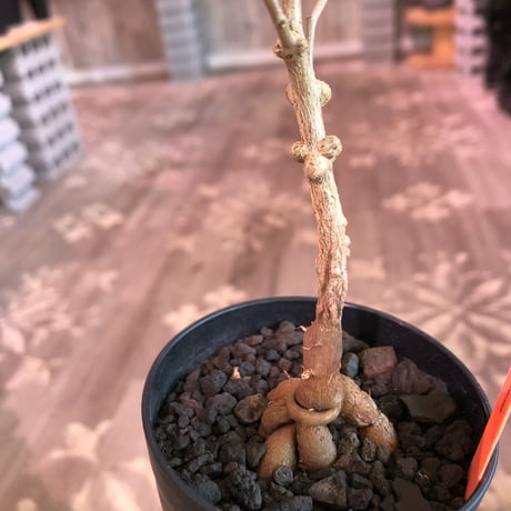 opercullicarya   packypus  littmon  seed🌱 《3年半株》幹も太く‼︎&枝振り樹形良きパキプス‼︎※限定1株