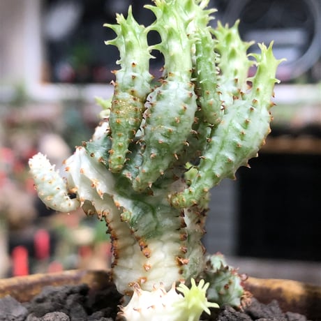 euphorbia mammillaris variegata 群生株《L size》※現地球株発根済※小型種ながらどっしり構えで主幹は太く‼︎更には斑入りのバランス良き一株‼︎※信楽陶器鉢植え