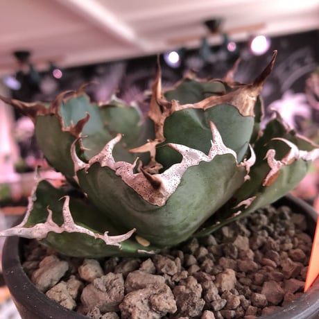 agave  titanota  白鯨《M size》※現地球発根済株※最高の鋸歯に幅広肉厚葉が堪らない一株‼︎※mad black pot植え