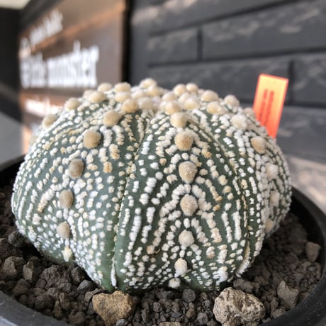 astrophytum asterias var.ミラクル兜《XL size》big株且つ極白肌が堪らない‼︎希少大株兜※店主国内管理13年株※mad black bowl pot植え