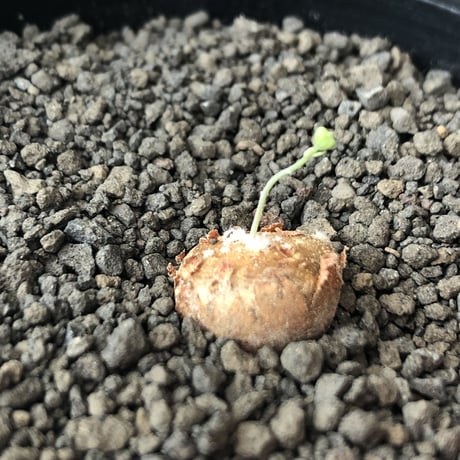 othonna  cacalioides《S size》激希少‼︎現地球株※発根後店主国内管理2年株※実生株の流通の中、小振りでも大変レアものな一株※mad black pot植え