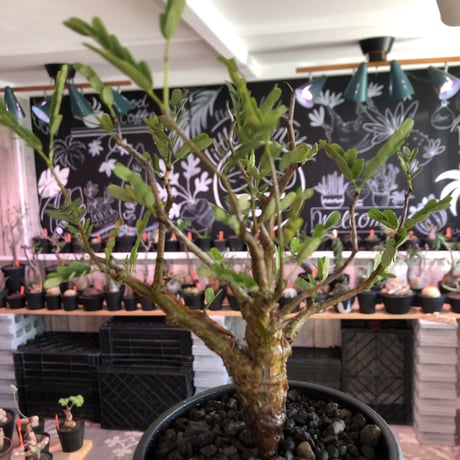 senna  meridionalis《 小さめM size》※現地球発根済株※大変幹の色が濃く、特化した肌質のセンナ‼︎上品＆綺麗な逆になきサイズ感‼︎※オススメ株※mad black pot植え