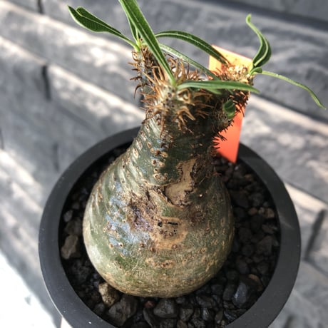 pachypodium gracilius《大きめS size》※希少green肌&360度球体株※現地球発根後店主国内管理2年株※短枝グリーン肌のまん丸球体株※mad black pot植え