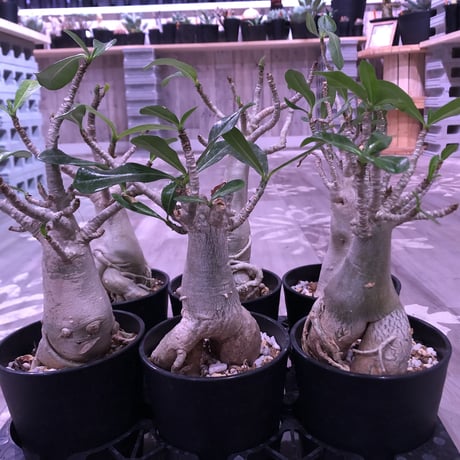 adenium    socotranum  《M  size》