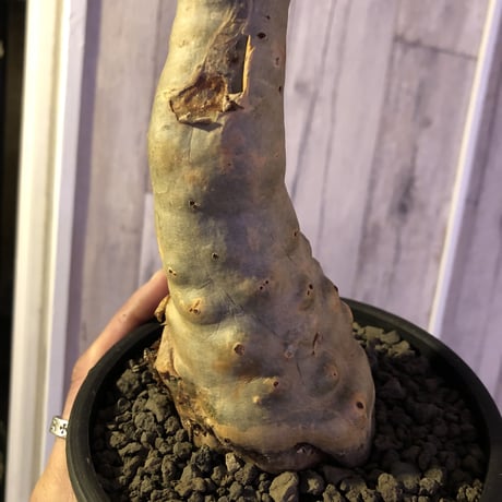 cyphostemma  betiforme《M  size》ボコボコが堪らない‼︎大変人気なベティフォルメ　※mad black pot植え