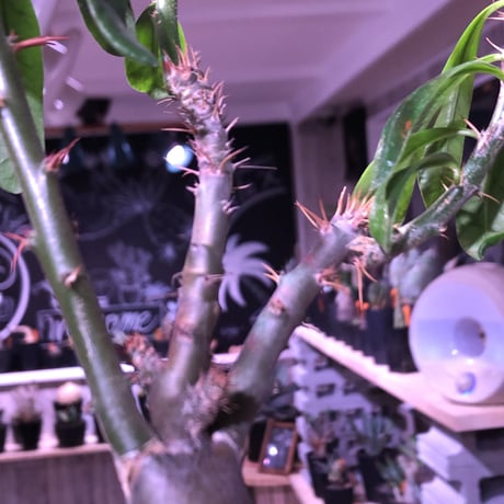 packypodium   bispinosum《M size》