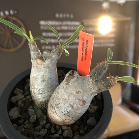 pachypodium gracilius《S size》白肌&W-he'd株※現地球発根後店主国内管理2年株※美しくかわいすぎる一株※mad black pot植え