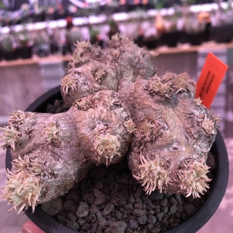 packypodium  brevicaule  恵比寿笑い《M size》※手の平サイズの良きサイズ感でかわいい笑い‼︎※mad black pot植え