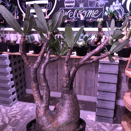 packypodium  gracilius《二分頭株》🌵🌵※現地球株  発根済み株‼︎  　限定1株　※希少株