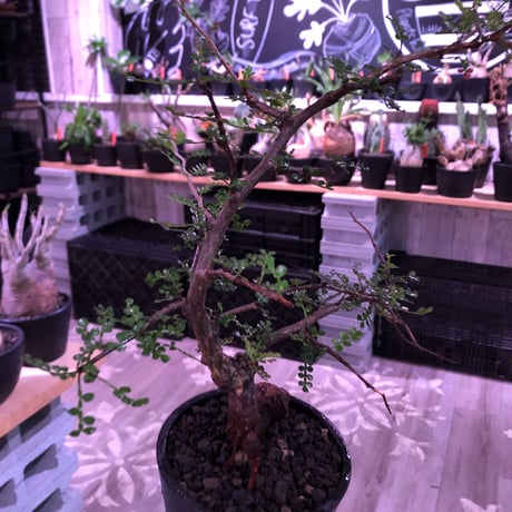 opercullicarya  packypus  littmon  seed🌱 《13年目株》※幹も太く表皮のボコボコも強く出た当店作り込み長き丈の締まったパキプス※mad black pot植え