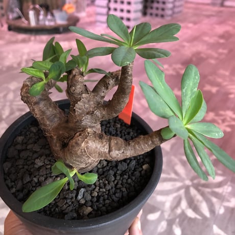euphorbia  itremensis 《M size》枝振りと株表皮、balanceと全てに独創性を感じる1株‼︎   ※mad black  pot植え