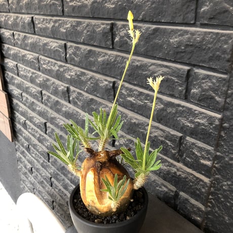 pachypodium gracilius《L size》※現地球株発根済（店主所有株）※360度現地焼け表皮&360度胴吹き枝を持つ唯一無二過ぎる渾身の一株※mad black bowl pot植え