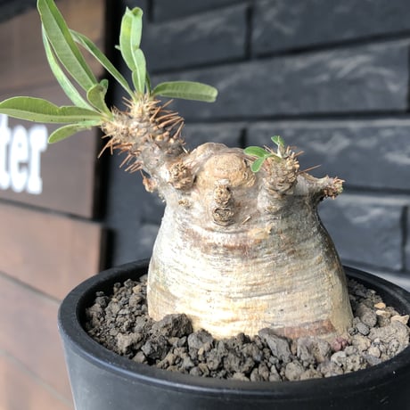 pachypodium gracilius《大きめS size》※現地球発根後店主国内管理3年株※極短枝且つ特化したプリンカラーが堪らない一株※mad black pot植え