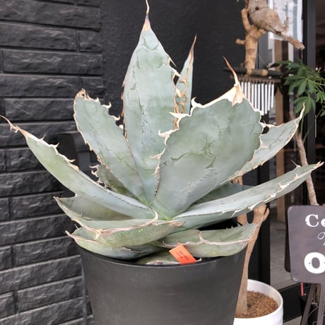 agave  titanota whiteice《大きめLL size》※現地球発根済株※美しく肉厚の葉にその名の通り白棘とのcontrastが堪らないbig株‼︎地植え可能‼︎