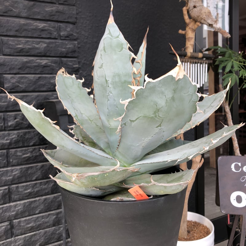 agave titanota whiteice《大きめLL size》※現地球発根済株※美し