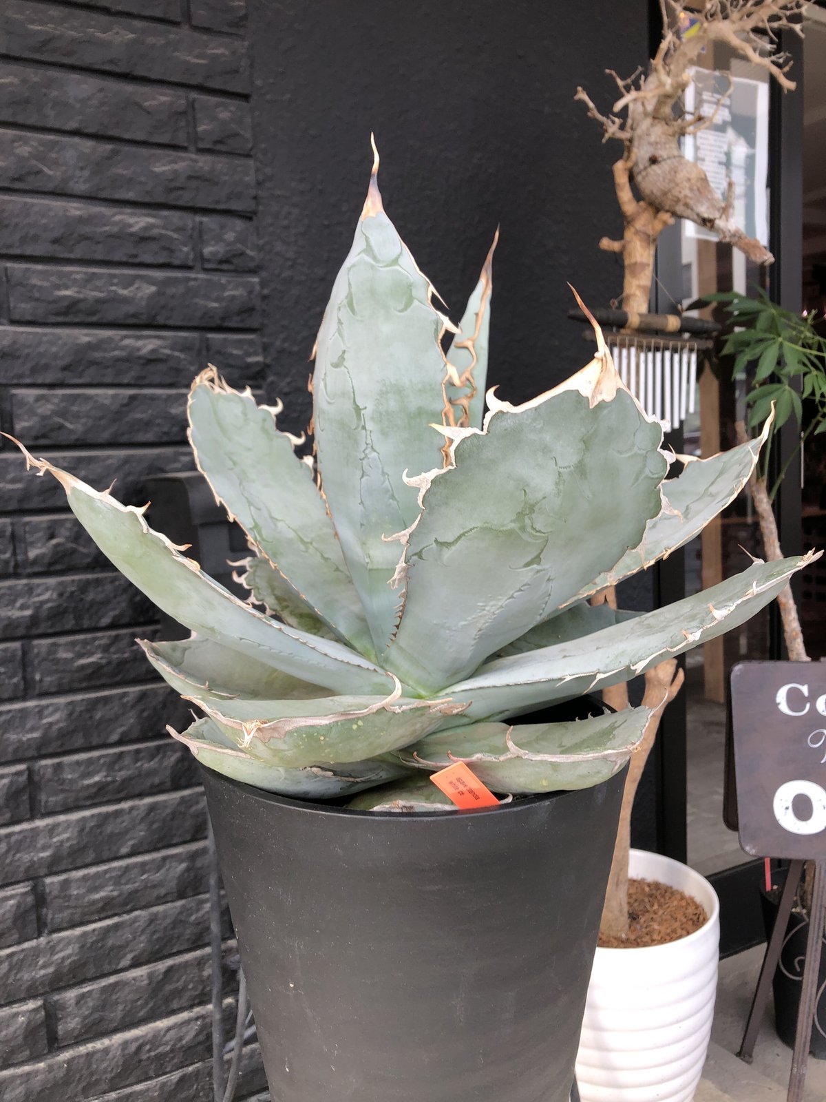 agave titanota whiteice《大きめLL size》※現地球発根済株※美し agave titanota whiteice《大きめLL size》※現地球発根済株※美し