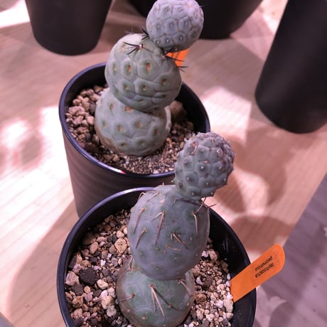 tephrocactus   geometricus《M size》