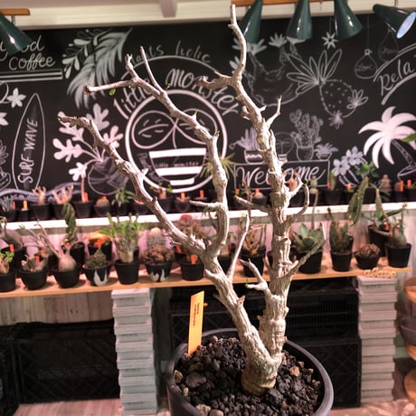 senna  meridionalis《 M size》※現地球発根済株※店主国内管理2年株※V字樹形の丁度良きサイズ感‼︎幹のボコボコも強めセンナ‼︎※激オススメ株※mad black pot植え
