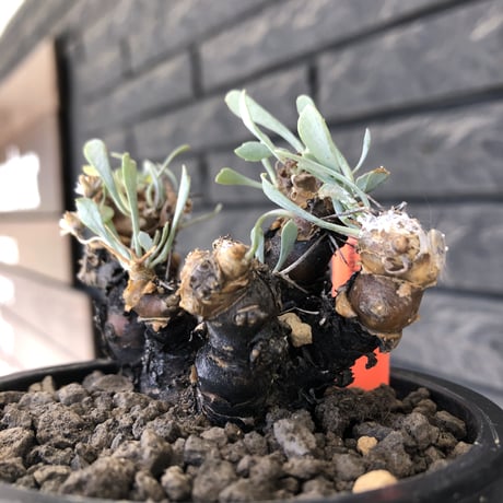othonna  euphorbioides《M size》※現地球発根後店主国内管理3年株※枝幅も広くオイデスらしい両樹形な纏まり良き一株※mad black pot植え