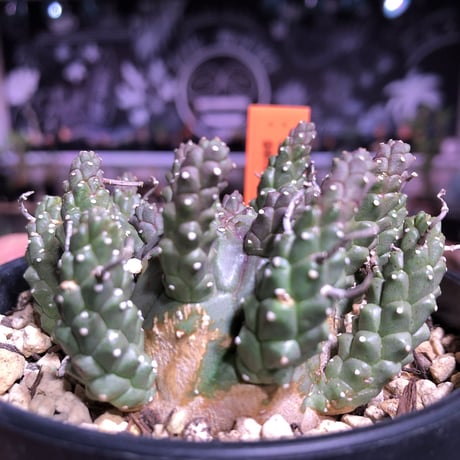euphorbia    gamkaensis
