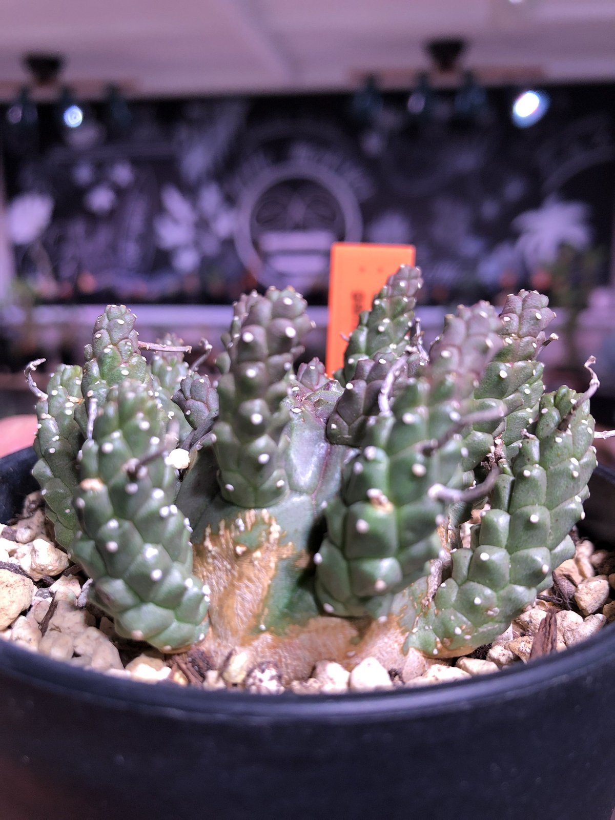 euphorbia gamkaensis | plants holic 