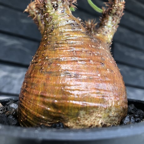 packypodium  gracilius《小さめM size》極現地焼け＆錆肌※現地球発根済株※店主国内管理3年株※枝振りも良く短枝樹形のぼってり良樹形な一株※mad black pot植え