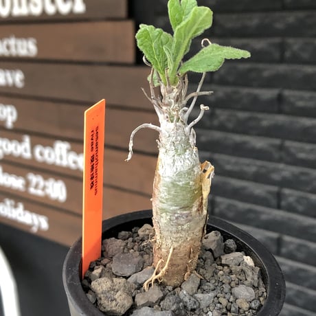 sesamothamnus rivae《小さめM size》※現地球株発根済※小振り現地球株は逆に珍しくその中でも株元太めの味深さも強く表皮のメクれが堪らない※mad black pot植え