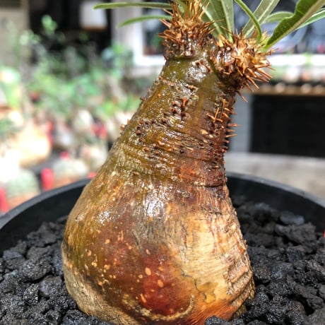 pachypodium gracilius《大きめS size》※現地球株発根済※激希少green＆red2色持ちに現地焼けも相まったサイズ感以上の存在感※black bowl pot植え