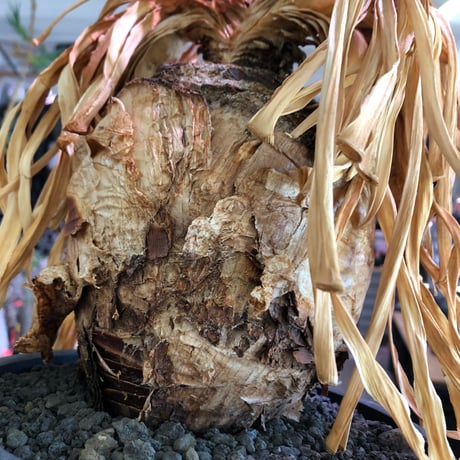 boophane disticha  《L size》※現地球株発根済※驚愕‼︎バランス良き大株且つとびきり球体株※black bowl pot植え