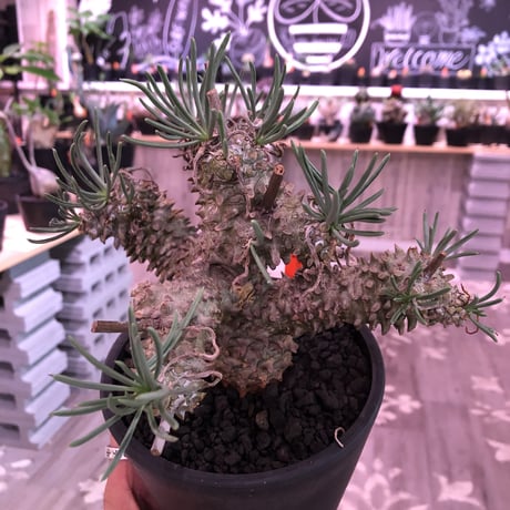 tylecodon  wallichii 和名＝奇峰錦《M size》※この丈で希少性高き激しい枝ぶりwild株‼︎　店主管理4年株　※ mad black pot植え