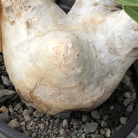 pachypodium  eburneum《L size》※現地球株発根済※メクれ上がった味深き表皮に美しい白肌とのコントラストが堪らない‼︎※mad black bowl pot植え