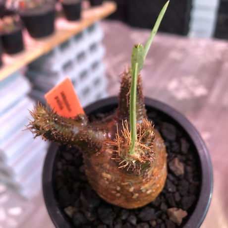 pachypodium  gracilius《S size》極赤肌 &現地焼け株※現地球発根済株※店主国内管理2年株※小振りでも大変赤み強きかっこいい一株‼︎※mad black pot植え