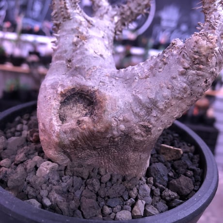 packypodium  cactipes《M  size》白肌※現地球発根済株※背中に現地での味わい深い枝折れ傷があり流れるようなbalanceの白肌カクチ※mad black pot植え