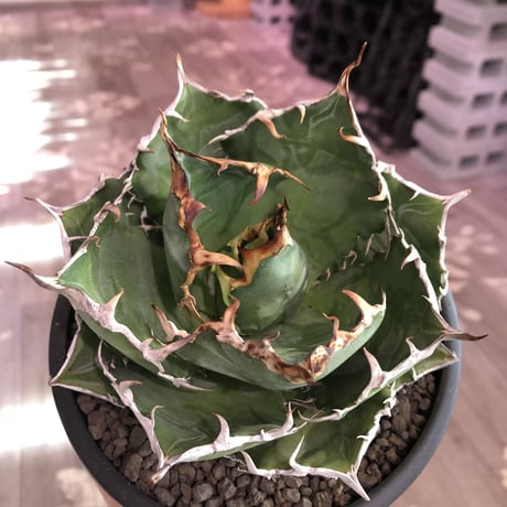 agave  titanota  白鯨《M size》※最高の鋸歯に幅広肉厚葉（限定2株）※mad black bowl pot植え