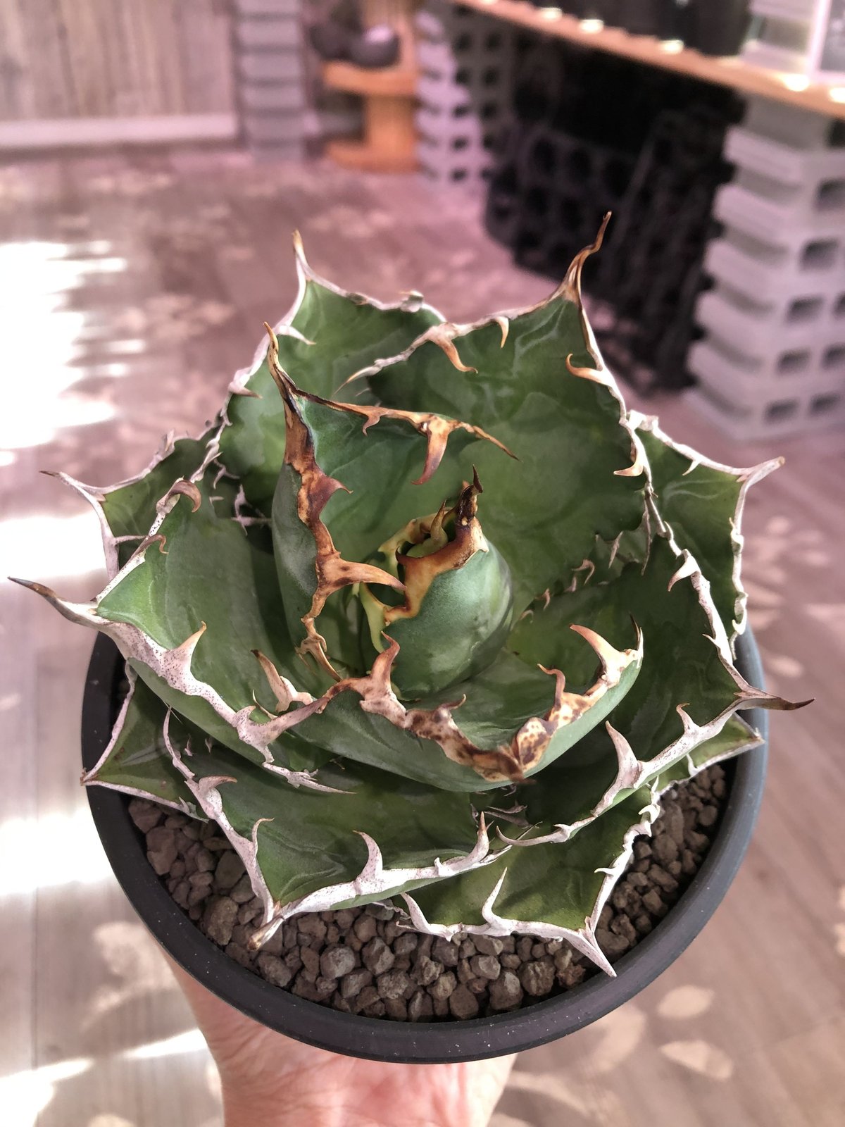 アガベ チタノタ Agave titanota 【将来有望株】 - 観葉植物