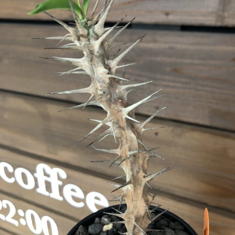fouquieria  diguetii《M    size》再入荷お知らせ通知分※mad black pot植え