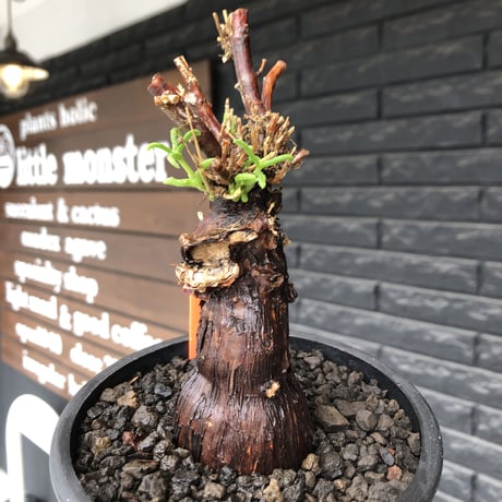 mestoklema tuberosum《M size》※現地球発根後店主国内管理4年株※compact且つ絶妙な纏まり良き良樹形‼︎冬季も動く唯一無二な希少灌木※mad black pot植え
