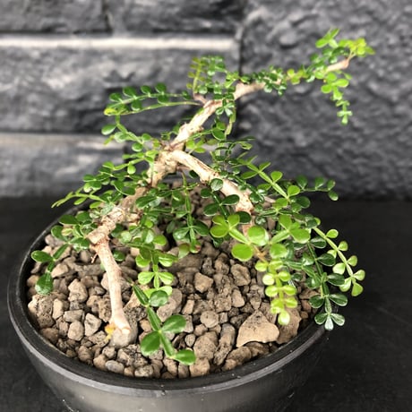 opercullicarya decaryi  littmon  seed🌱  《3年株》※成長早く例年変化感じながら育てられるlowに作り込んだ良樹形※mad  black  bowl pot植え