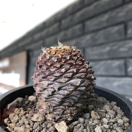 euphorbia bupleurifolia《M size 》※まん丸球体株※現地球発根後店主国内管理5年株※ボコボコ肌にまん丸球体感が堪らない一株※mad black pot植え