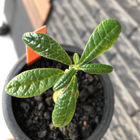 希少‼︎ dorstenia gigas《大きめS size》littmon seed🌱（実生株）※大変樹形バランス良き株元もぼってり樹形な選抜株‼︎※mad black pot植え