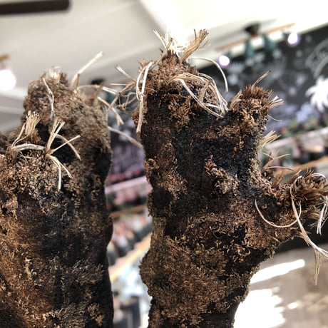 xerophyta  trichophylla《S size》※現地球発根済株※驚愕強靭株※限りなくweightはlow‼︎品種としこれでもかわいい小振りサイズ‼︎※mad black pot植え
